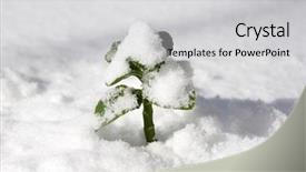  Presentation with growing - Amazing slides having beutiful life - green plant growing backdrop and a light gray colored foreground