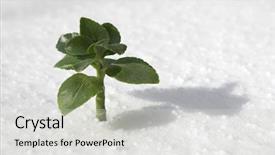  Presentation with growing - Beautiful PPT theme featuring beutiful life - green plant growing backdrop and a light gray colored foreground