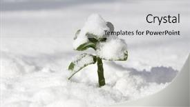  Presentation with growing - Beautiful PPT theme featuring beutiful life - green plant growing backdrop and a  colored foreground