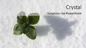  Presentation with growing - Cool new presentation theme with beutiful life - plant growing through the snow backdrop and a  colored foreground