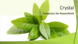  Presentation with tea leaves - Amazing PPT theme having beverage crops - green tea leaves isolated backdrop and a blonde colored foreground