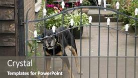  Presentation with dog - Theme having beware of the false dog background and a gray colored foreground