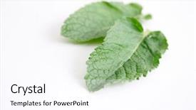  Presentation with mint - Beautiful slides featuring bg - mint leaves on assorted bg backdrop and a pink colored foreground