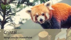  Presentation with red panda - PPT theme featuring bhutanese - portrait of a red panda background and a coral colored foreground