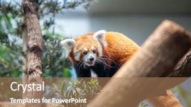  Presentation with red panda - Audience pleasing slide deck consisting of bhutanese - portrait of a red panda backdrop and a coral colored foreground