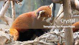  Presentation with bhutanese - Beautiful presentation featuring bhutanese - red panda backdrop and a violet colored foreground