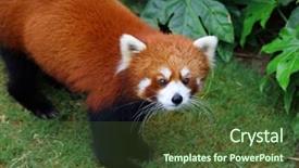  Presentation with bhutanese - PPT theme featuring bhutanese - red panda background and a tawny brown colored foreground