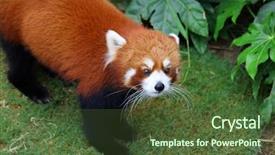  Presentation with bhutanese - Audience pleasing presentation theme consisting of bhutanese - red panda backdrop and a tawny brown colored foreground