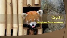  Presentation with bhutanese - Presentation having bhutanese - red panda background and a tawny brown colored foreground