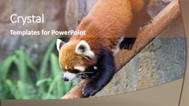  Presentation with bhutanese - Cool new presentation theme with bhutanese - red panda backdrop and a coral colored foreground