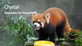  Presentation with bhutanese - Presentation consisting of bhutanese - red panda background and a gray colored foreground