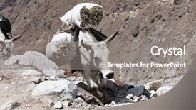  Presentation with tibetan mountains - Slide deck consisting of bhutanese - tibetan yak with cargo background and a gray colored foreground