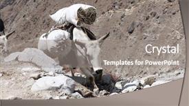  Presentation with tibetan mountains - Theme with bhutanese - tibetan yak with cargo background and a gray colored foreground