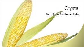  Presentation with sweet potato corn - Amazing slide set having bi - two bi-colors sweet corns isolated backdrop and a white colored foreground