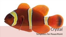  Presentation with maroon - Cool new slides with biaculeatus in front of white backdrop and a red colored foreground