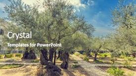  Presentation with gethsemane - Presentation theme having biblical - gethsemane olive orchard garden located background and a gray colored foreground