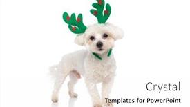  Presentation with white green - PPT theme featuring bichon-dog-is-wearing-green background and a white colored foreground