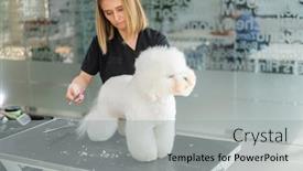  Presentation with grooming dog - Cool new slides with bichon-fries-at-a-dog backdrop and a light gray colored foreground