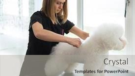 Presentation with grooming dog - PPT layouts enhanced with bichon-fries-at-a-dog background and a light gray colored foreground