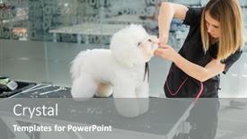  Presentation with grooming dog - Presentation theme with bichon-fries-at-a-dog background and a gray colored foreground