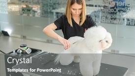  Presentation with grooming dog - Colorful PPT theme enhanced with bichon-fries-at-a-dog backdrop and a gray colored foreground