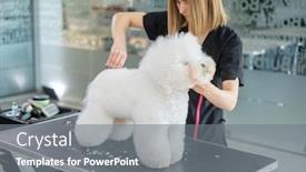  Presentation with grooming dog - Audience pleasing presentation theme consisting of bichon-fries-at-a-dog backdrop and a gray colored foreground