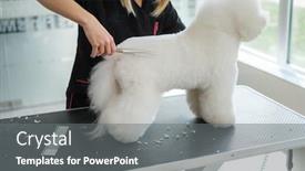  Presentation with grooming dog - Presentation design enhanced with bichon-fries-at-a-dog background and a gray colored foreground