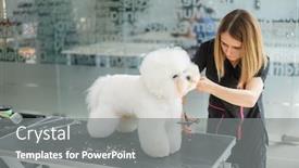  Presentation with grooming dog - Colorful presentation design enhanced with bichon-fries-at-a-dog backdrop and a gray colored foreground
