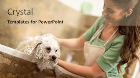  Presentation with dog bath - Presentation theme featuring bichon-fries-be-showering background and a  colored foreground