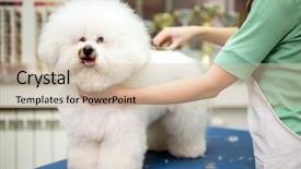  Presentation with grooming dog - Slide set enhanced with bichon fries grooming with scissors background and a soft green colored foreground