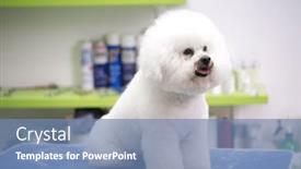  Presentation with pet grooming - Presentation theme featuring bichon-fries-on-the-table background and a teal colored foreground