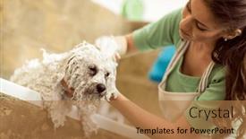  Presentation with grooming pet - PPT theme consisting of bichon-fries-taking-a-shower background and a  colored foreground