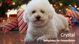  Presentation with fuzzy - Cool new PPT theme with bichon frise christmas portrait fuzzy backdrop and a tawny brown colored foreground