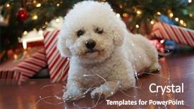  Presentation with fuzzy - Slides enhanced with bichon frise christmas portrait fuzzy background and a tawny brown colored foreground