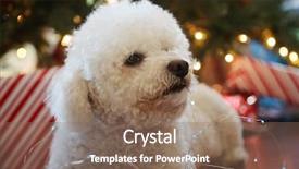  Presentation with fuzzy - PPT layouts consisting of bichon frise christmas portrait fuzzy background and a violet colored foreground