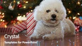  Presentation with fuzzy - Beautiful slides featuring bichon frise christmas portrait fuzzy backdrop and a tawny brown colored foreground