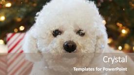  Presentation with fuzzy - Colorful PPT layouts enhanced with bichon frise christmas portrait fuzzy backdrop and a coral colored foreground