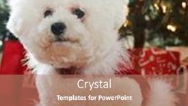  Presentation with dog christmas - Audience pleasing slide set consisting of bichon-frise-christmas-pure-breed backdrop and a coral colored foreground