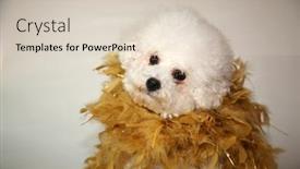  Presentation with old dog - Colorful slide deck enhanced with bichon frise dog a beautiful 2 year old bichon frise puppy wears a gold feather boa and poses for a photo shoot isolated on white room for text backdrop and a lemonade colored foreground