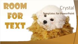  Presentation with old dog - Theme having bichon frise dog a beautiful 2 year old bichon frise puppy wears a gold feather boa and poses for a photo shoot isolated on white room for text background and a cream colored foreground