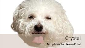  Presentation with pure white - Amazing PPT theme having bichon-frise-dog-beautiful-pure backdrop and a coral colored foreground