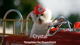  Presentation with fire truck - Beautiful PPT layouts featuring bichon frise dog enjoys her backdrop and a tawny brown colored foreground