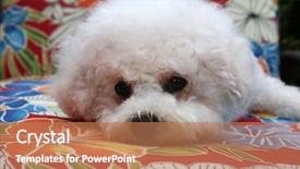  Presentation with hawaiian - Amazing slide set having bichon frise dog hawaiian print backdrop and a coral colored foreground