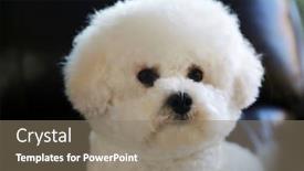  Presentation with animals - PPT theme featuring bichon frise dog pure breed bichon frise dog bichon dogs are sweet fun loving lap dogs who enjoy the company of humans and other animals alike background and a coral colored foreground