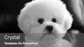  Presentation with dog - Audience pleasing slide deck consisting of bichon-frise-dog-pure-breed backdrop and a dark gray colored foreground