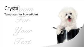  Presentation with cooking - PPT theme consisting of bichon frise dog sits in a cooking pot isolated on white with room for text background and a white colored foreground