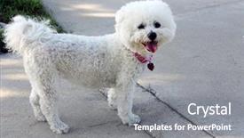  Presentation with everyone - Presentation theme with bichon frise dogs are always background and a gray colored foreground