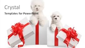  Presentation with dogs - PPT layouts with bichon-frise-dogs-inside-gift background and a  colored foreground