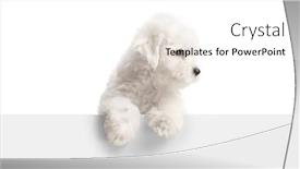  Presentation with puppy - Presentation having bichon-frise-puppy-standing-behind background and a white colored foreground