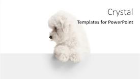  Presentation with what is thing used in looking for far object - PPT layouts enhanced with bichon-frise-puppy-standing-behind background and a white colored foreground
